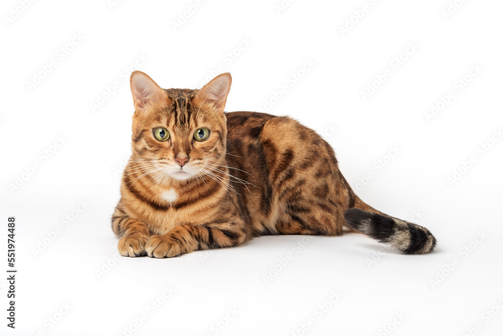 Portrait of a green-eyed Bengal cat on a white background.