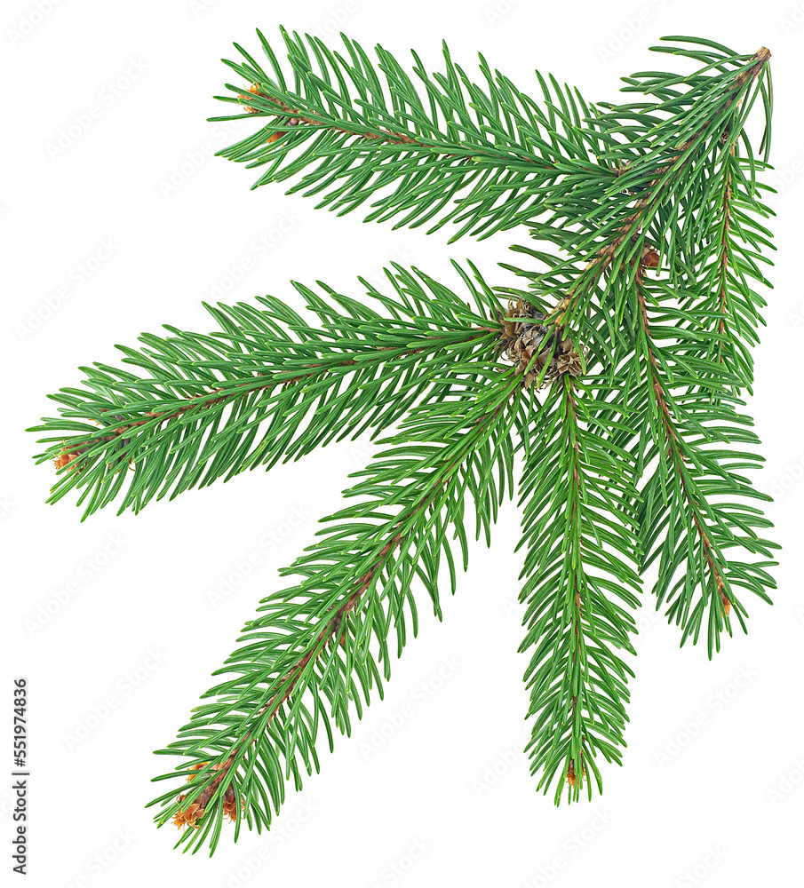 Christmas tree branch isolated on a white background. Fir tree branch.