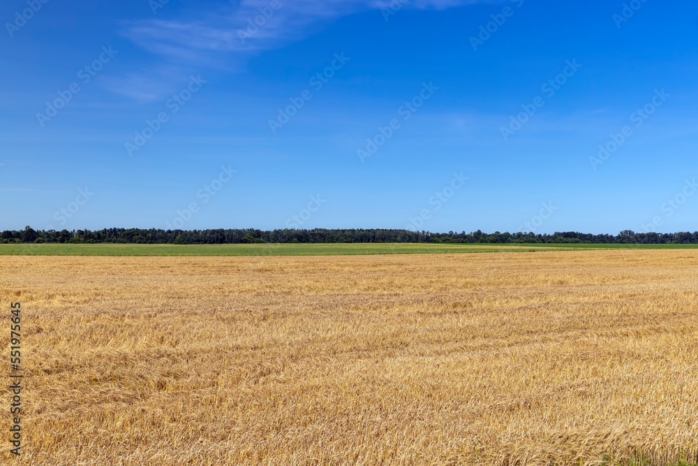 An agricultural field where wheat is grown An agricultural field where wheat is grown