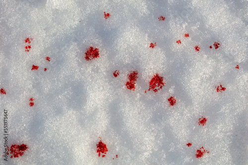 Red blood on white snow