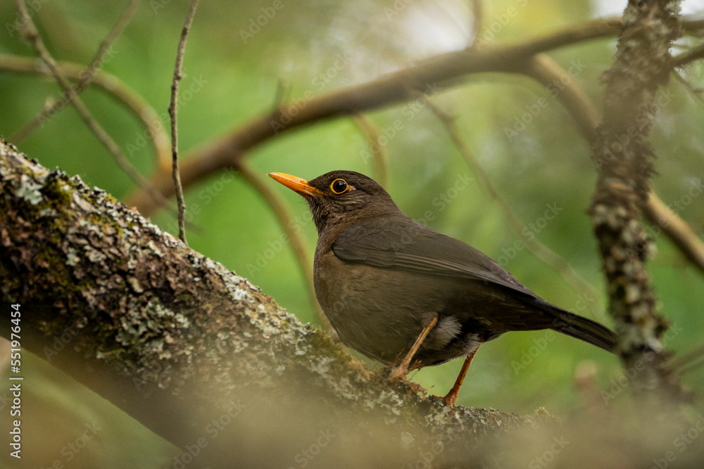 Obraz premium The Indian blackbird (Turdus simillimus) is a member of the thrush family Turdidae. It was formerly considered a subspecies of the common blackbird. It is found only in India and Sri Lanka.