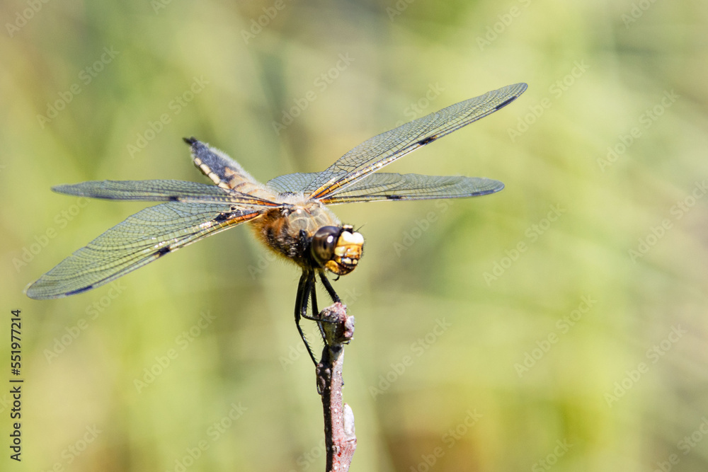 A dragonfly sits on a branch. Close-up. Summer Day