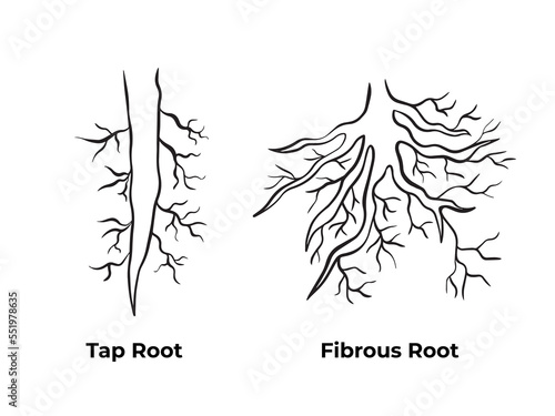 Tap root and fibrous root monochrome black and white outlined simple vector illustration isolated on plain background. Pictogram with cartoon simple art styed for biology student school book. photo