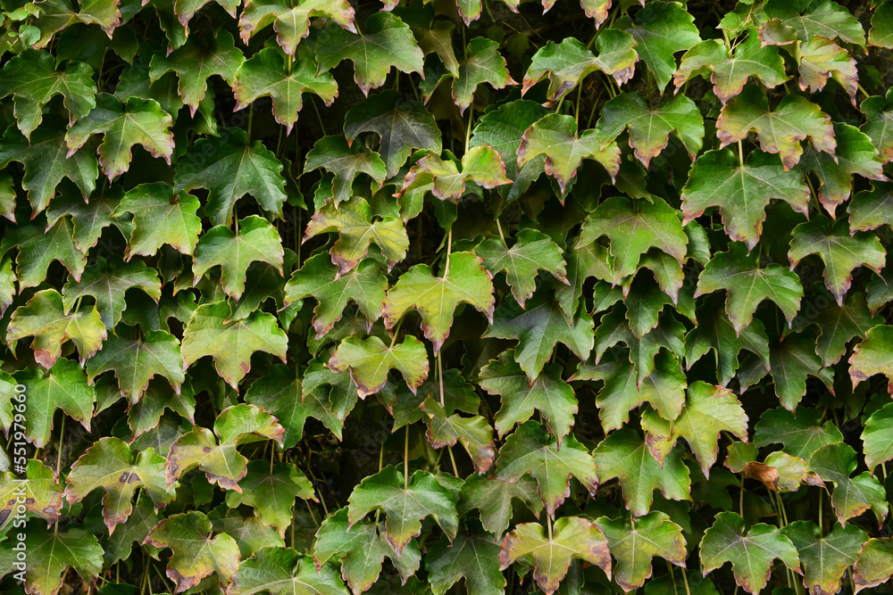 Bush with green leaves as background Bush with green leaves as background