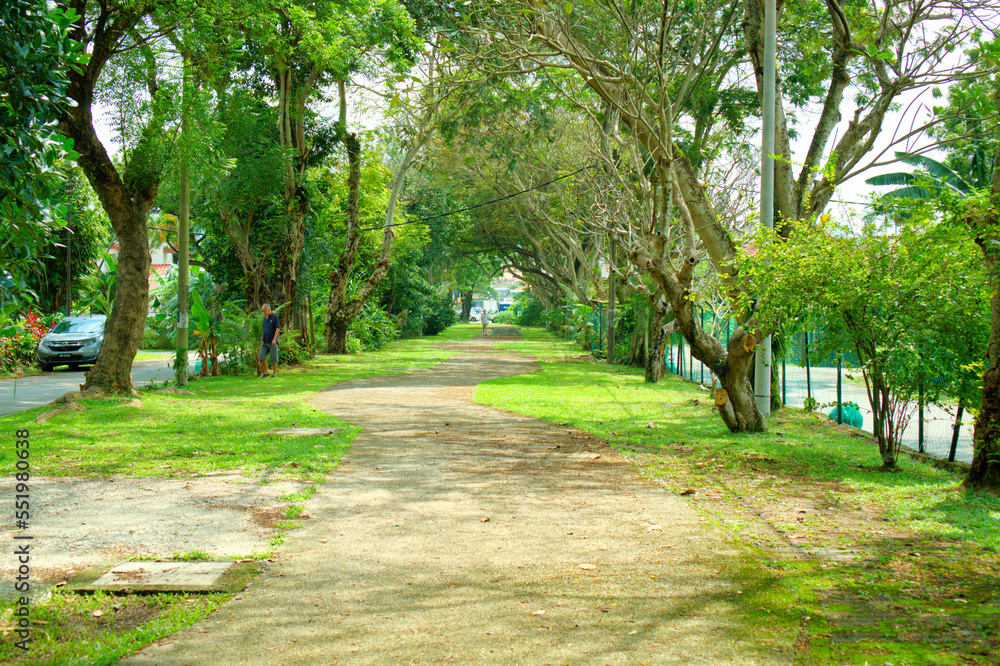 Trees Symmetry 