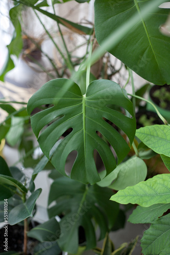 Tropical jungle green leaves background, Monstera Deliciosa leaf