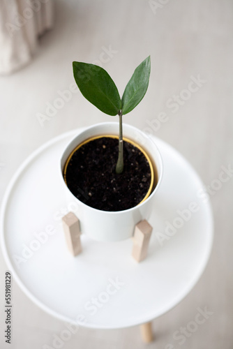Young plant in white flowerpot on the round table, top view