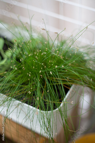 Green grass is growing in a square flower pot