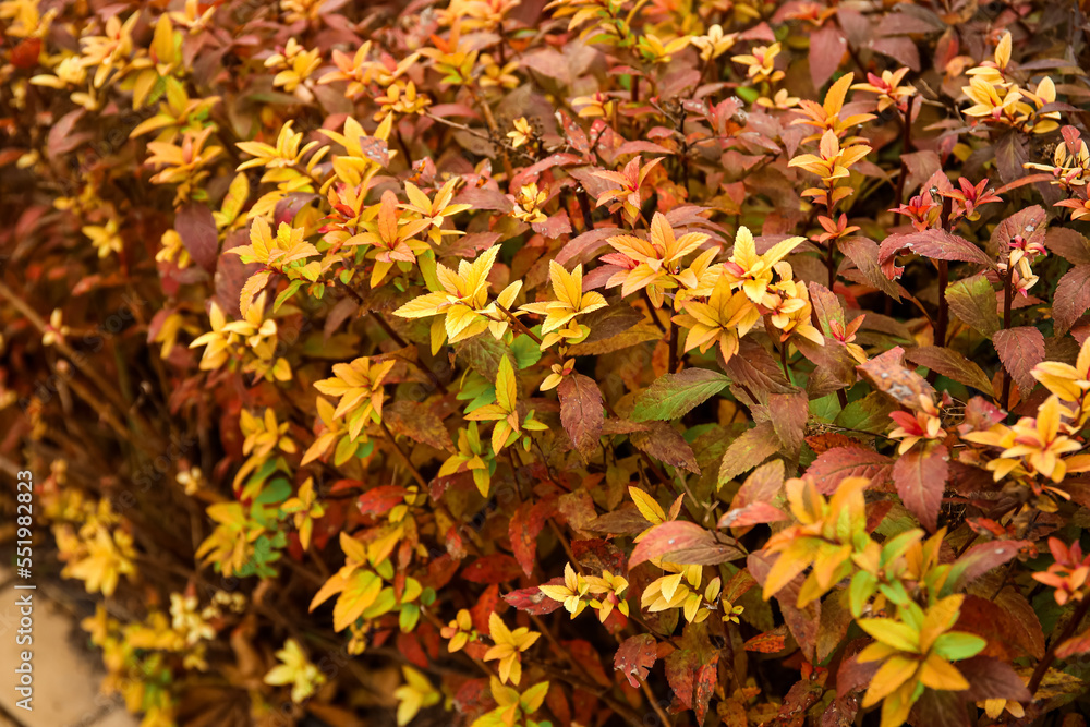 Bush with yellow leaves in autumn park, closeup