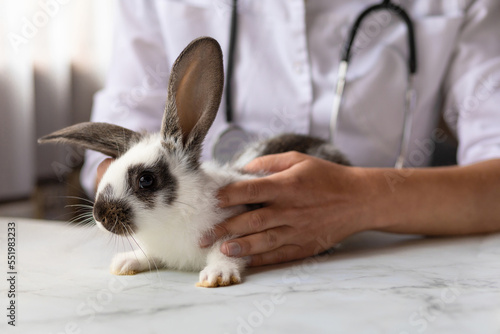 veterinarian doctor with small rabbit bunny on hands on table in office, clinic. veterinary examination of pet. checkup domestic animal. vet medicine concept. health care pet