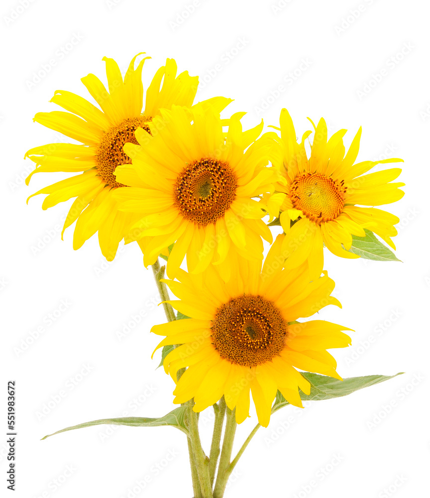 Group of yellow bright beautiful sunflower flowers. Group of yellow bright beautiful sunflower flowers.