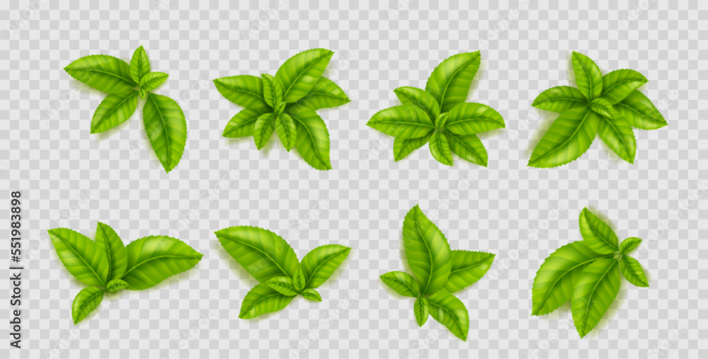 Green leaves of tea plant. Herbal branches with fresh foliage, tea bush sprouts top view isolated on transparent background, vector realistic illustration. Concept of healthy organic food