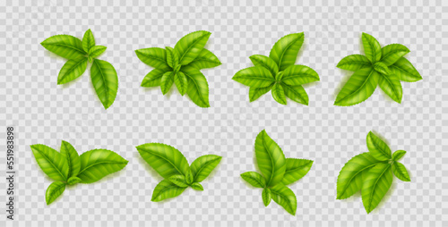Green leaves of tea plant. Herbal branches with fresh foliage, tea bush sprouts top view isolated on transparent background, vector realistic illustration. Concept of healthy organic food