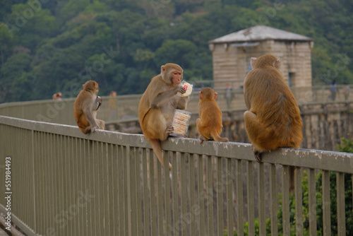 Photography monkey