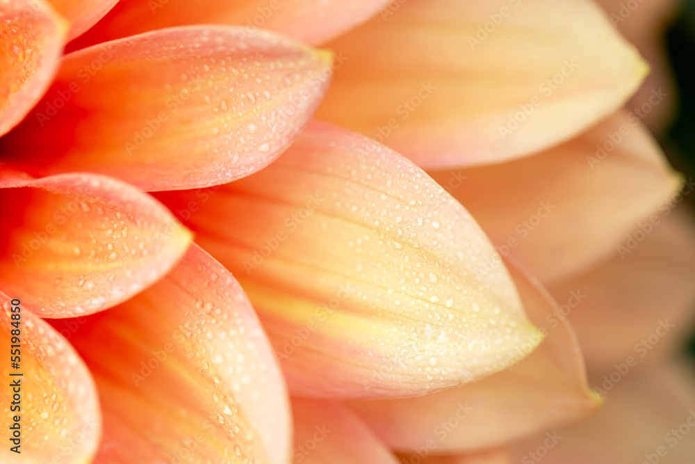 Obraz premium Background of fresh delicate yellow-orange dahlia petals with drops