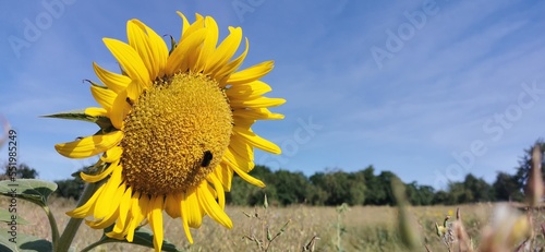 Nature's Majestic Duo: Giant Sunflower and Busy Bee Against the Blue Sky
