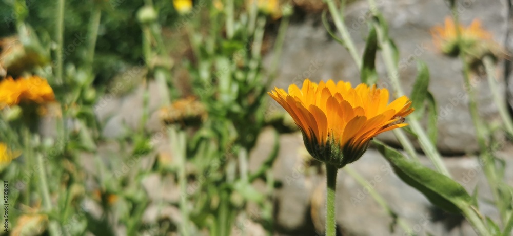 Beauty Amidst Stone: Vibrant Orange Flower Blooming Against a Serene Stone Wall, calendula officinalis