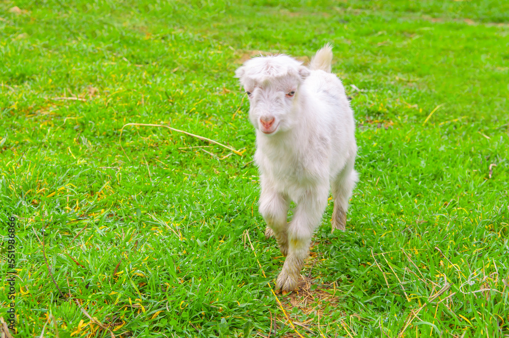 Obraz premium Goats graze in the pasture. A little goat runs along the green spring grass.