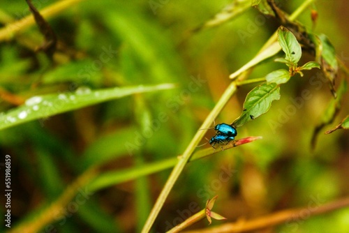 Golden Blue Beetle in Love