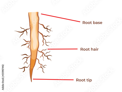 Plant root structure from root base, hair, and tip vector illustration. Struktur akar. Biology student study book themed drawing with simple flat cartoon art style isolated on plain white background. photo