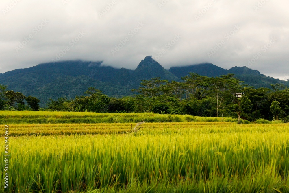 Yellow Rice Fields with Hills in the Background Yellow Rice Fields with Hills in the Background