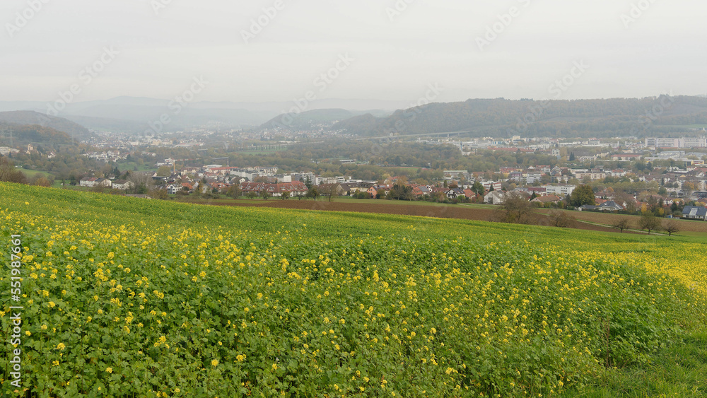 Landscape of hills with fields dotted with yellow mustards (Sinapis alba) around the town of Lörrach in southwest Germany, in the valley of the Wiese