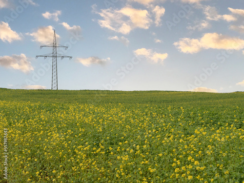 Hills and meadows of yellow flowers of mustard (Sinapis alba) as cover crop under blue sky