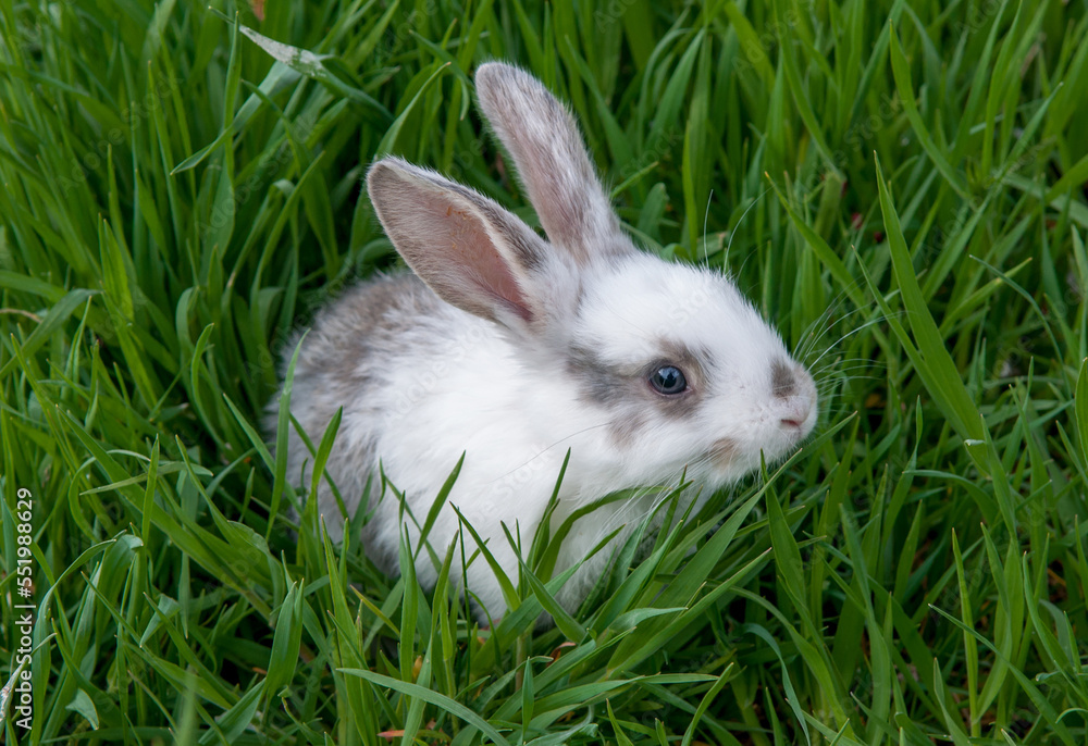 Easter bunny on the grass. Beautiful rabbits on a green background with copy space. Easter concept, colorful background for greeting card. Easter bunny on the grass. Beautiful rabbits on a green background with copy space. Easter concept, colorful background for greeting card.