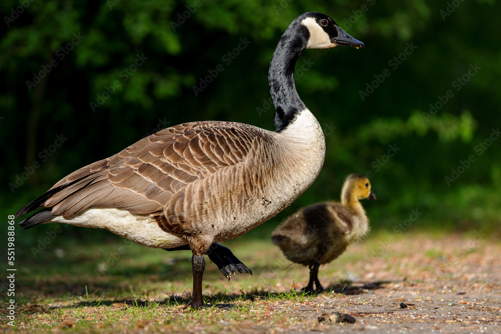 Canada Goose with Gosling in spring in the nature protection area Moenchbruch near Frankfurt, Germany. Canada Goose with Gosling in spring in the nature protection area Moenchbruch near Frankfurt, Germany.