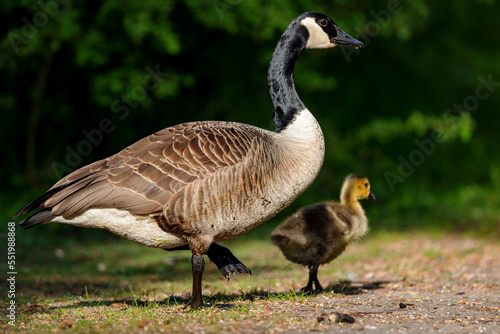 Canada Goose with Gosling in spring in the nature protection area Moenchbruch near Frankfurt, Germany.