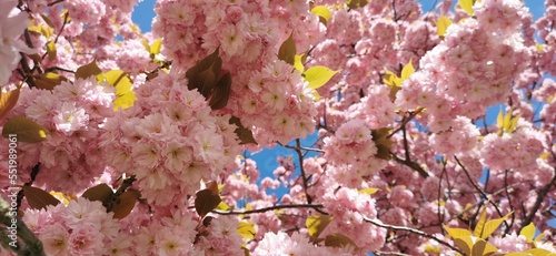 pink cherry blossom, close up