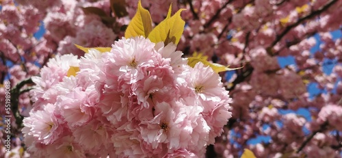 pink cherry blossom, close up