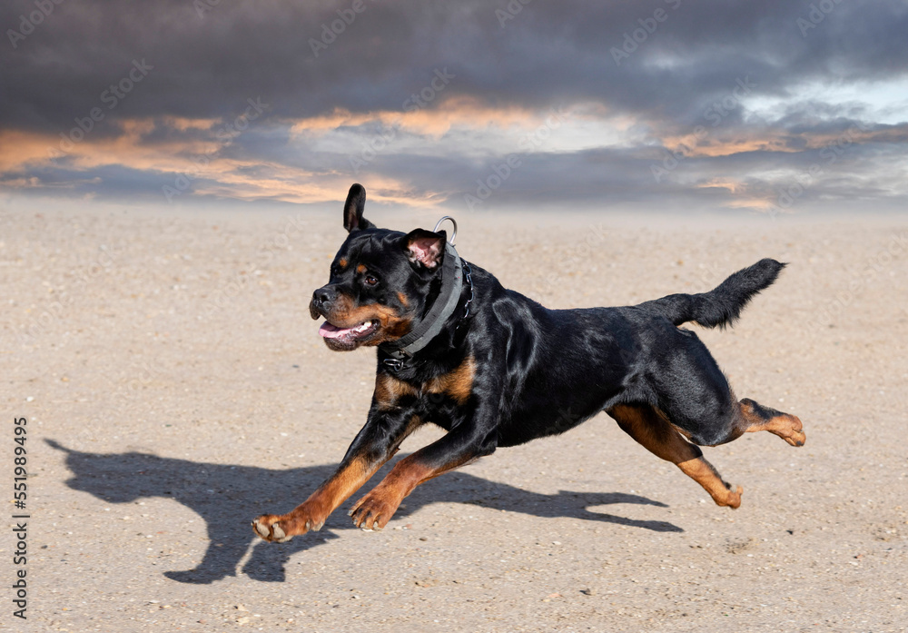 training of rottweiler