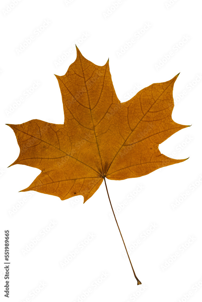 Autumn leaves - isolate on white background. Clipart png Autumn leaves - isolate on white background. Clipart png