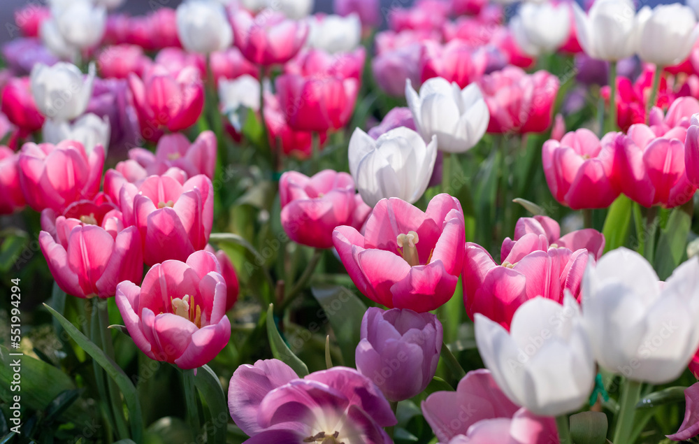 Fototapeta premium Pink tulip flower in early spring season garden with copy space for design concept