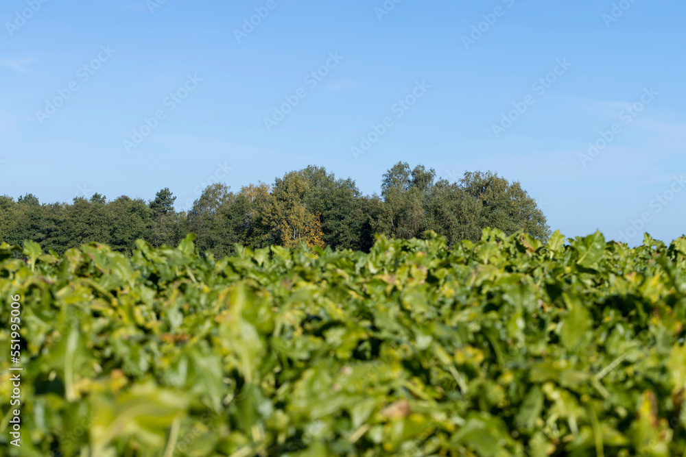 Old beet tops in the field in the autumn season Old beet tops in the field in the autumn season