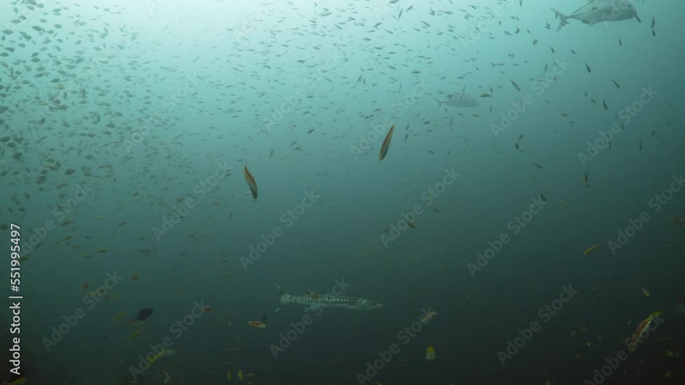 Giant barracuda in 4k while scuba diving in Koh lipe, Thailand Giant barracuda in 4k while scuba diving in Koh lipe, Thailand