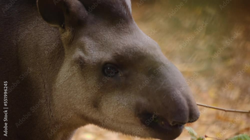 CloA grey Tapir eating leaves from a branch CloA grey Tapir eating leaves from a branch