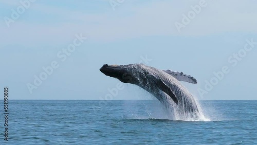 Giant Whale jumps out of the ocean and makes a big splash