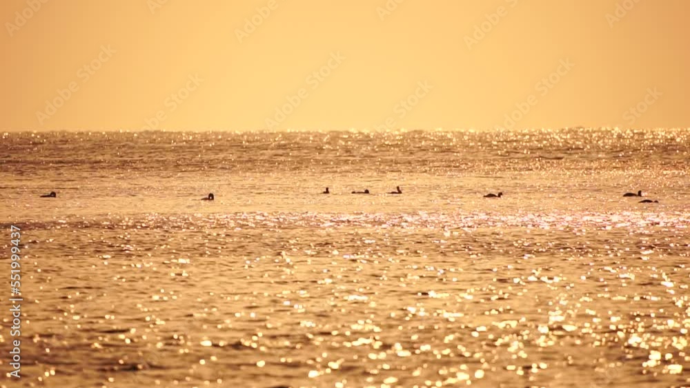 A flock of seagulls fly fishing and dolphins swim in the sea. Warm sunset sky over the ocean. Silhouettes of seagulls flying in slow motion with the sea in the background at sunset. Evening. Nobody. A flock of seagulls fly fishing and dolphins swim in the sea. Warm sunset sky over the ocean. Silhouettes of seagulls flying in slow motion with the sea in the background at sunset. Evening. Nobody.