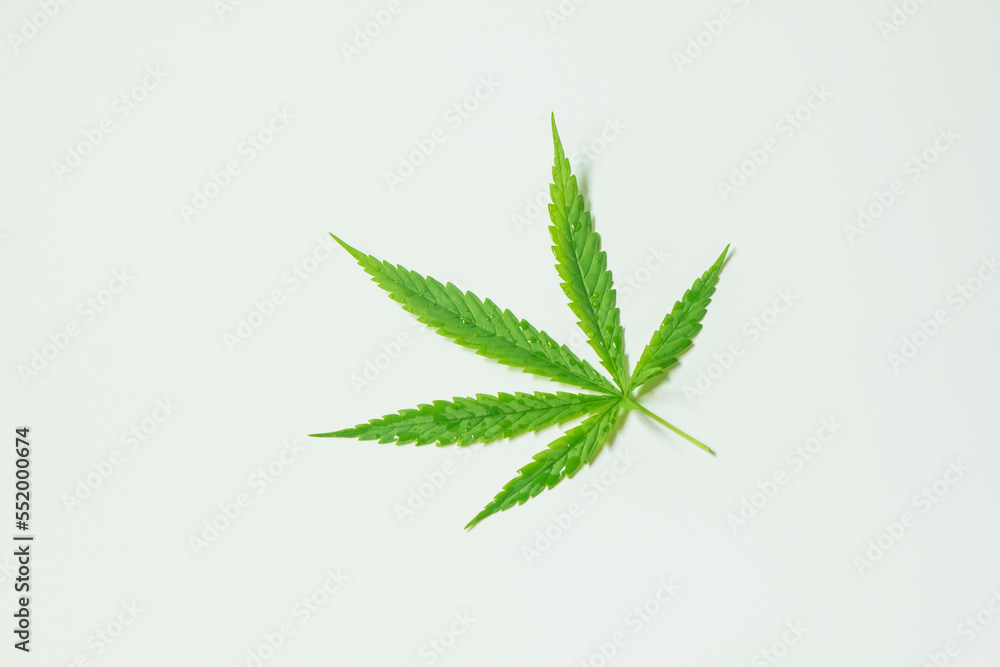 Fresh marijuana leaf isolated on white Fresh marijuana leaf isolated on white