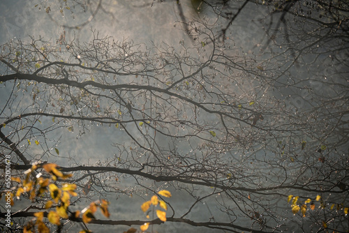 Branches mouillees photo