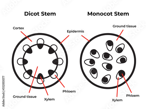 Black and white dicot monocot stems plant structure isolated. Educational biology pictograms drawing with modern cartoon simple flat art with detailed descriptions. Vector illustration set collection. photo