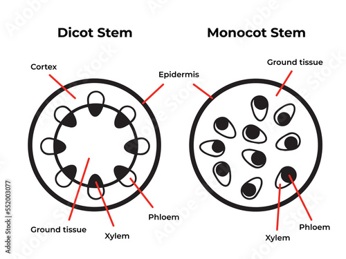 Foto Black and white dicot monocot stems plant structure isolated