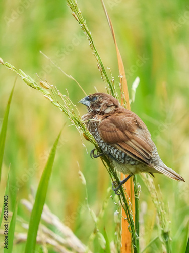 seed-eating birds, used to eat rice in the fields