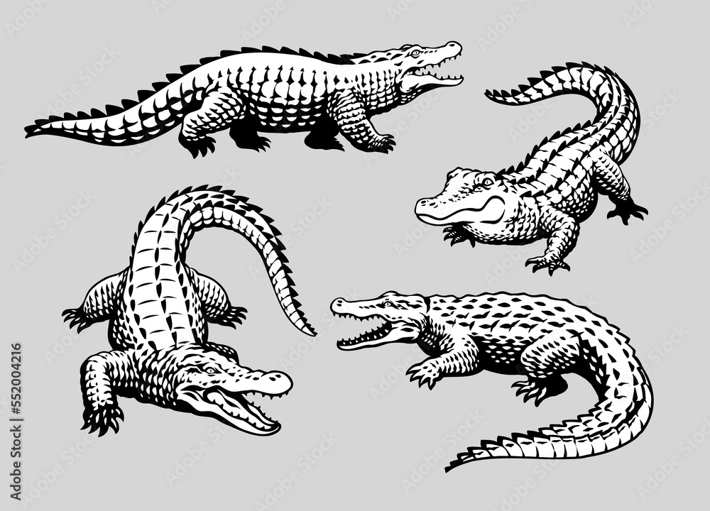 Set of Crocodile hand Drawn - obrazy, fototapety, plakaty 