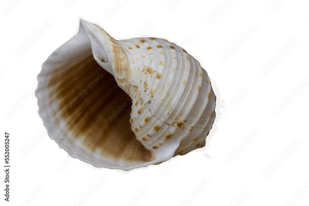 Caracola en formato png Caracola en formato png
