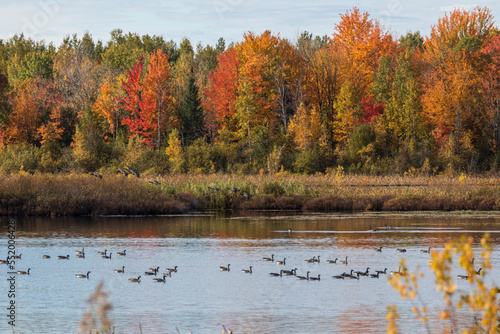 Ducks and geese resting on Burbank Pond near Danville with fall colored trees in the background. Canada.
