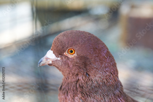 Close-up of pigeons raised in a farm