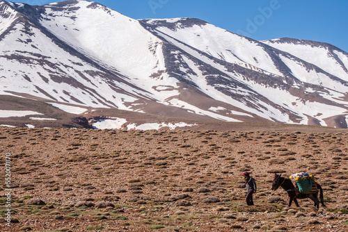 Berber muleteer and his mule in front of Aslad peak, 3878 meters, Plateau de Tarkeddit, MGoun trek, Atlas mountain range, morocco, africa